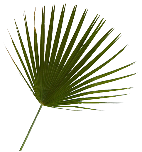 palmetto